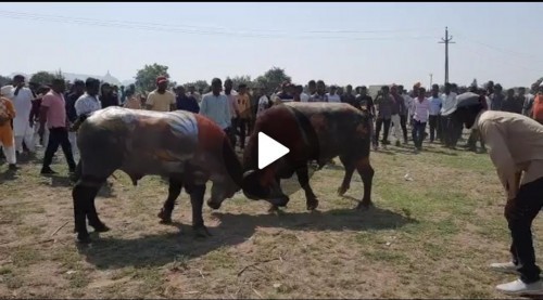 बघा व्हिडिओ – मनमाड ला रंगली रेड्यांची झुंज
