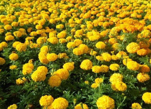 झेंडू फुलांचा लिलाव मनमाड बाजार समितीत राहणार दोन दिवस
