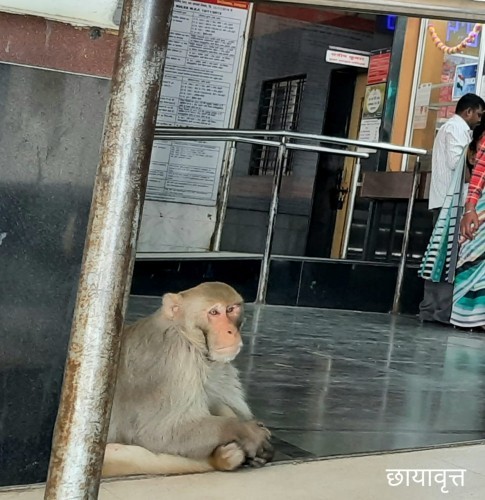 रेल्वे तिकीट कार्यालय परिसरात वानराच्या आगमनाने प्रवाशी भयभीत