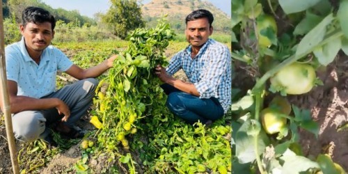निसर्गाचा चमत्कार; पुण्यात चक्क झाडाला लगडले बटाटे