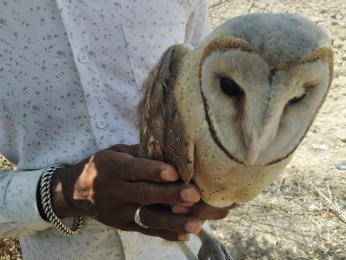 येवला तालुक्यातील इखरणी येथे जखमी अवस्थेतील रानपिंगळ पक्ष्यावर वन कर्मचाऱ्यांनी केले उपचार