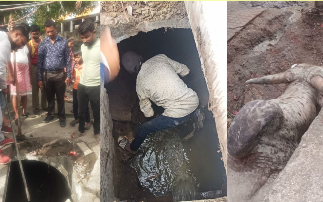 नाल्यात पडलेल्या बैलाचे मनमाड नगरपालिकेच्या कर्मचाऱ्यांनी वाचविले प्राण
