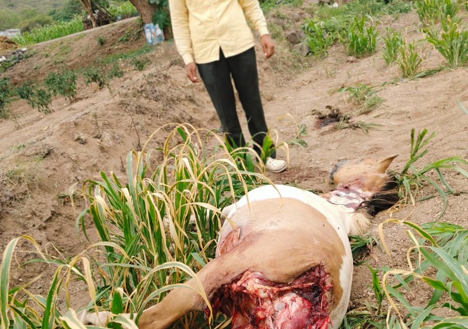 कातरवाडी परिसरात बिबट्याच्या हल्ल्यात घोडा ठार