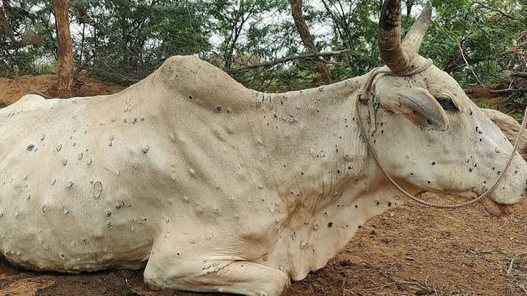 जिल्ह्यात लम्पी चर्मरोगाचा प्रादुर्भाव वाढला – जिल्हाधिकारी जलज शर्मा यांच्या उपस्थितीत बैठक संपन्न