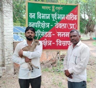 मोकाट कुत्र्यांचा वडगाव परिसरात धुमाकूळ; हरणाच्या पाडसाची गावकऱ्यांनी केली सुटका