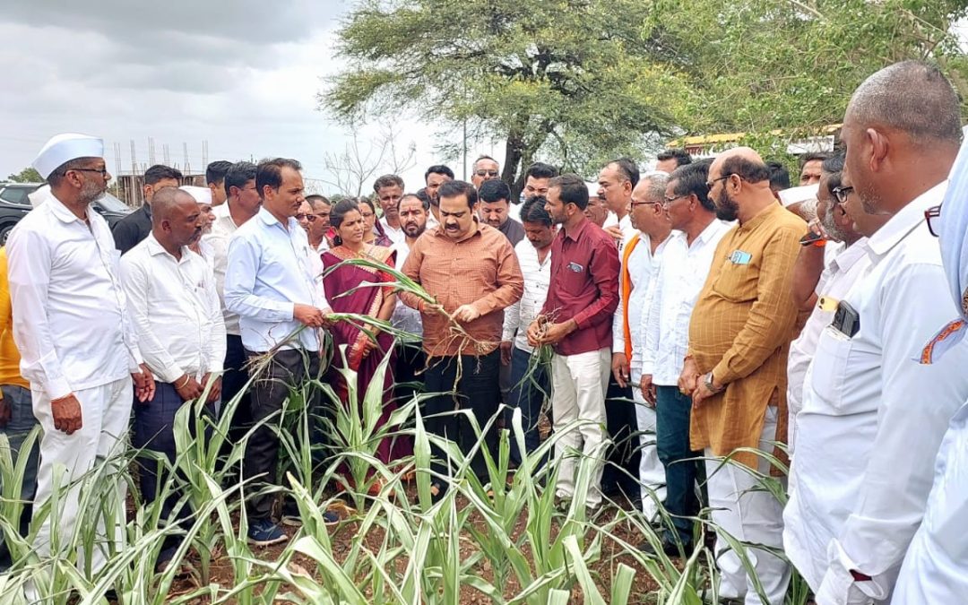 पावसाअभावी नांदगाव तालुक्यातील पिके करपली – आमदार कांदे यांनी केली शेतात जाऊन पाहणी