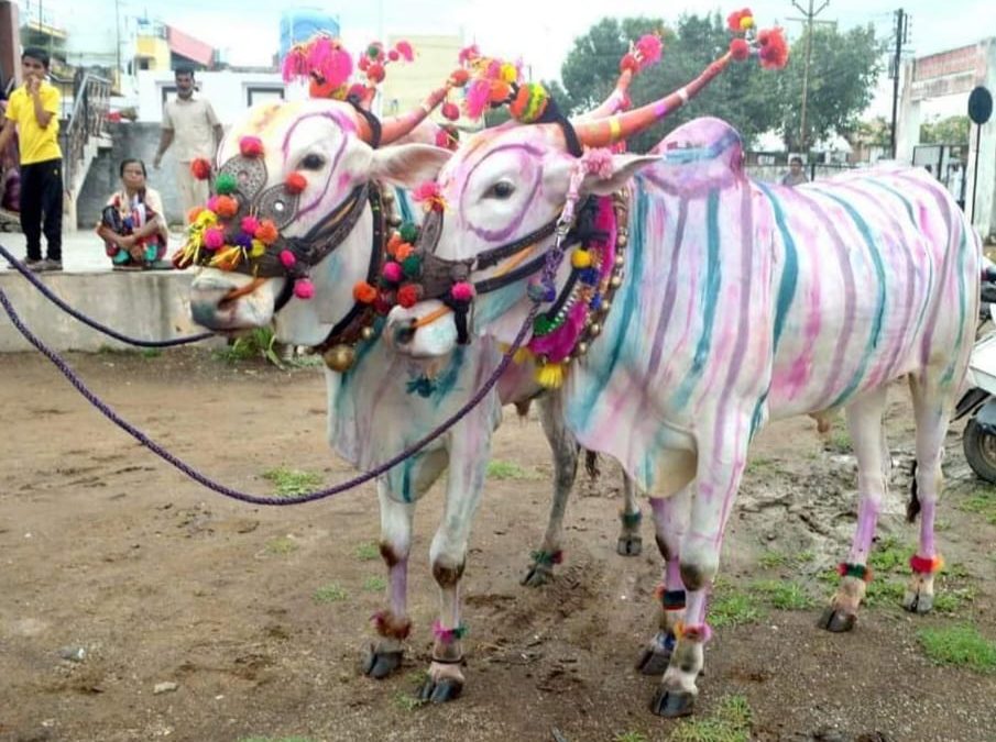 मनमाड शहर आणि परिसरात सर्जा-राजाचा “बैलपोळा” सण उत्साहात साजरा