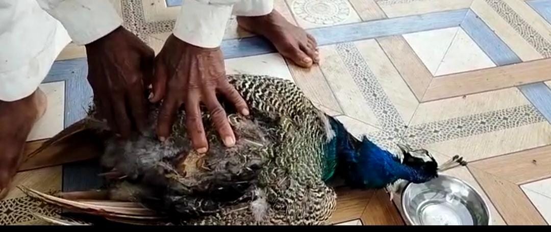 मोकाट कुत्र्यांच्या हल्ल्यात मोर मृत्युमुखी