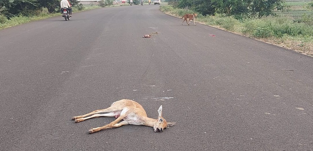 नांदगाव अज्ञात वाहनाच्या धडकेत हरीण ठार