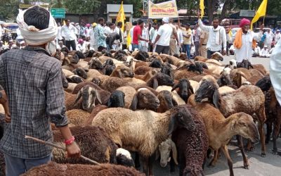 शहरात फिरणारी मोकाट जनावरे: अपघात आणि प्रशासनाची जबाबदारी