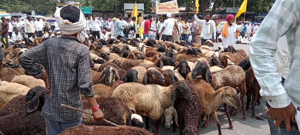 शहरात फिरणारी मोकाट जनावरे: अपघात आणि प्रशासनाची जबाबदारी