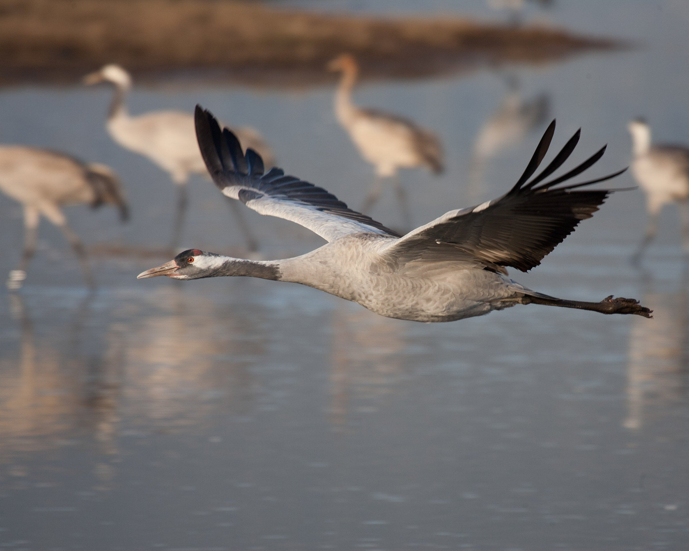 common_crane_005_wikimeida_israel_fall_adult