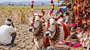 दुष्काळ आणि महागाईच्या चक्रात अडकला “बैलपोळा”